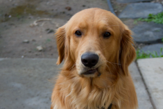 Charlie - Golden Retriever